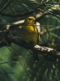 Close-up of bird perching on branch