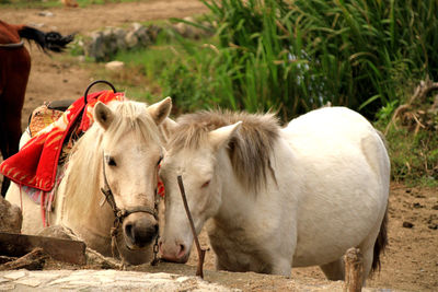 Horses in a field