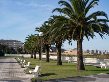 Palm trees in park against sky