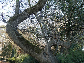 Low angle view of trees in forest