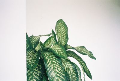 Close-up of leaves against wall
