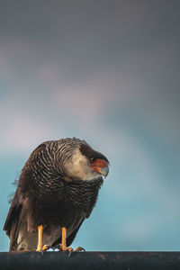 Low angle view of eagle perching on the sky