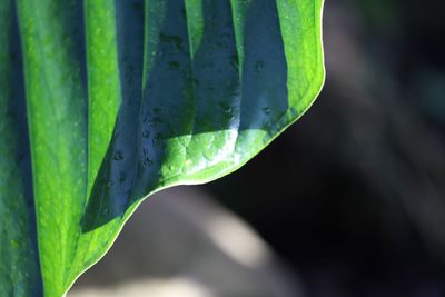 Close-up of water drops on leaf