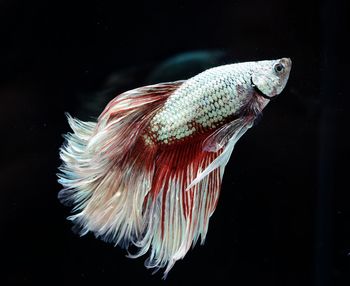 Close-up of fish swimming in sea