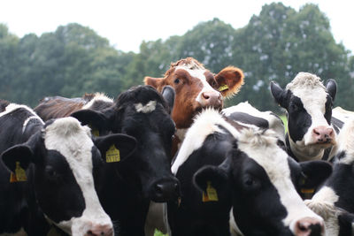 Cows against trees