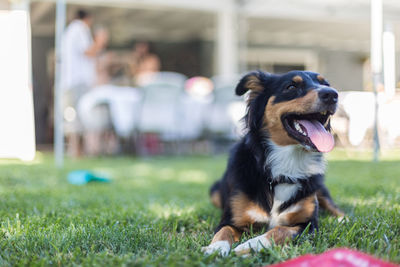 Dog sitting on grass