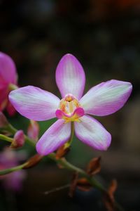 Close-up of pink flower