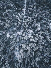 Full frame shot of tree in forest during winter