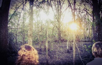 Sun shining through trees in forest