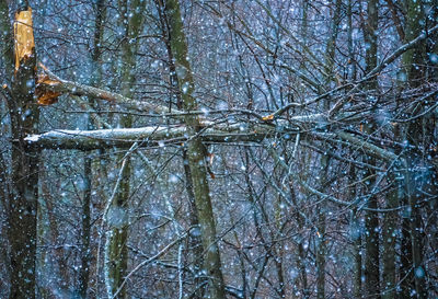 Low angle view of bare trees in forest during winter