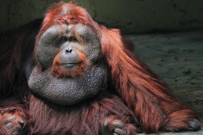 Close-up portrait of male orang utan in zoo