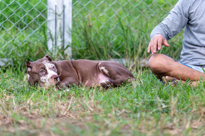 Portrait of a dog sitting on grass