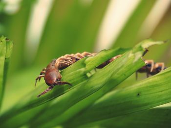 Close-up of insect on plant