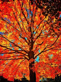 Low angle view of autumn trees