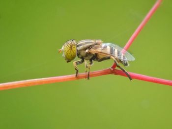 Close-up of insect on plant