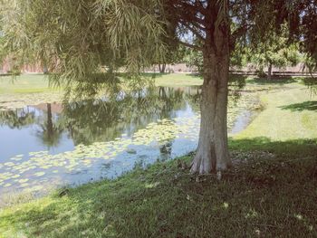 Reflection of trees in lake