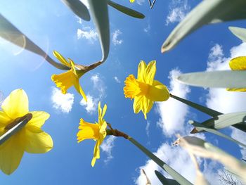 Low angle view of yellow flowering plant against sky