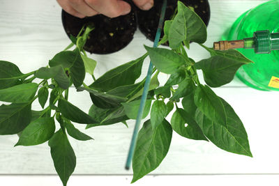 Close-up of hand holding leaves