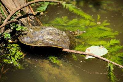 Close-up of turtle in water