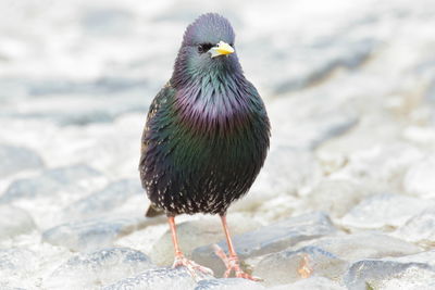 Starling wondering what might be so interesting in him drinking water from a puddle.