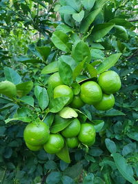 Close-up of fruits growing on tree