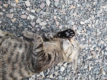 High angle view of a cat