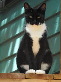 Close-up portrait of cat sitting