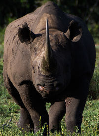 Rhino faceoff