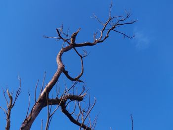 Low angle view of bare tree against clear blue sky