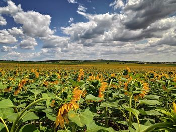 Scenic view of sunflower field against cloudy sky