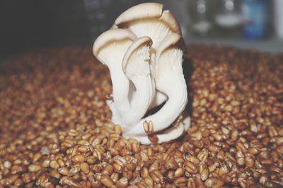 Close-up of coffee beans