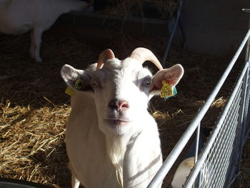 Goat standing by fence at shed