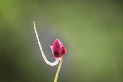 Close-up of red flower bud