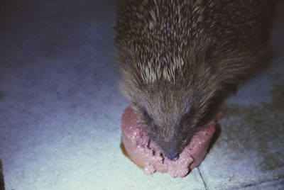 Close-up of cat