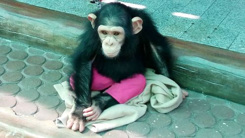 High angle view of monkey sitting