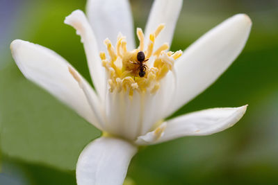 Close-up of white flower