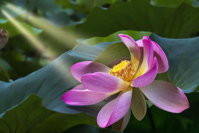 Close-up of pink water lily