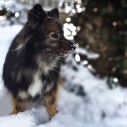 Close-up of dog looking away