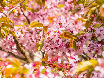 Close-up of pink cherry blossoms in spring