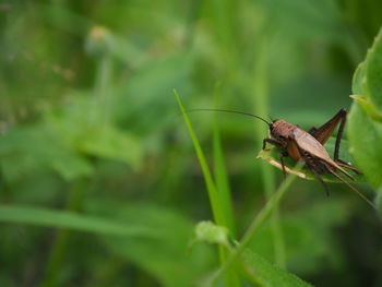 Close-up of insect on blade of grass