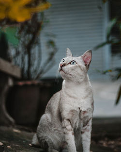 Close-up of a cat looking up