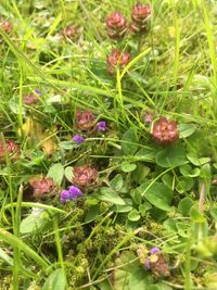 High angle view of purple flowers growing in field