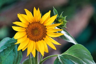 Close-up of sunflower