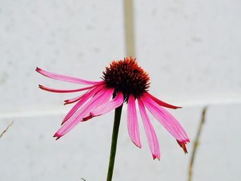 Close-up of coneflowers blooming outdoors