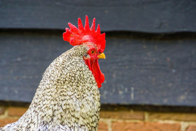 Close-up of rooster