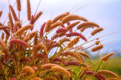 Low angle view of flowering plants on field