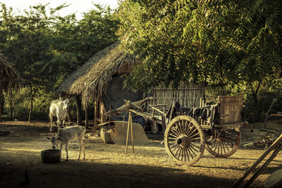 Horse cart on field against trees