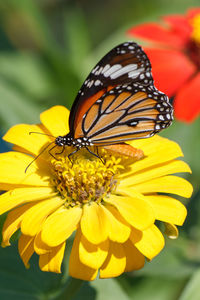 Close-up of butterfly pollinating on flower