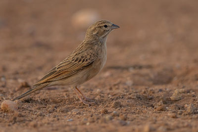 Close-up of bird perching on a land