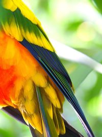 Close-up of parrot perching on yellow leaf